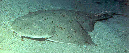 Pacific angelshark